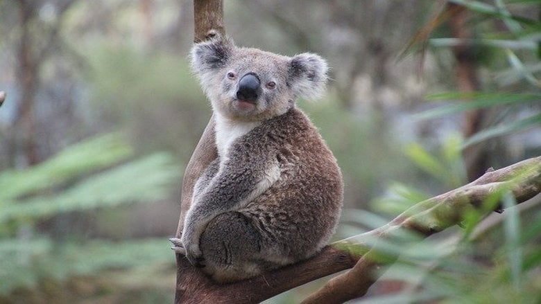 أسباب التراجع المتزايد لأعداد حيوان الكوالا