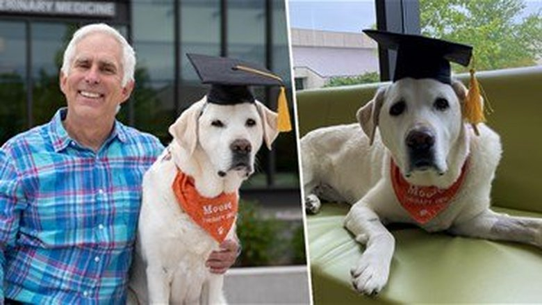 جامعة أميركية تمنح كلبًا شهادة دكتوراة فخرية