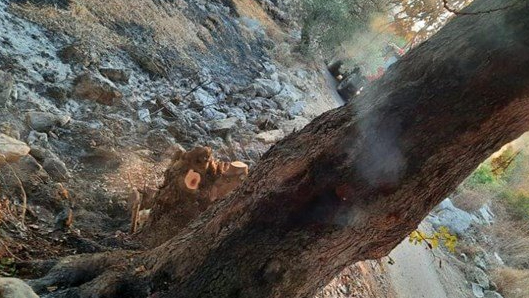 بالصور: إخماد حريق أعشاب وأشجار في دير القمر