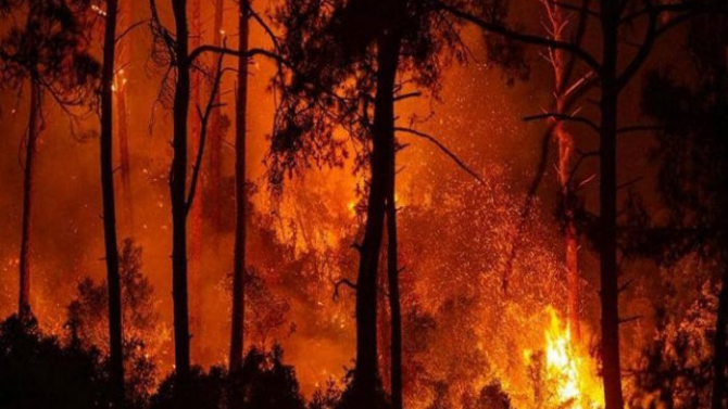 فرضيّات تؤكّد افتعال الحرائق للاستفادة من حطب الأشجار المعمّرة