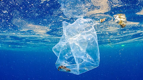 التلوث البلاستيكي: من البحر إلى السمك إلى المائدة