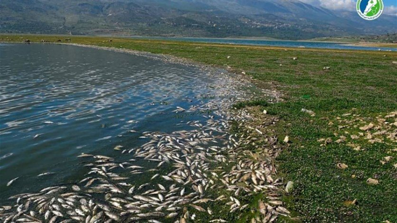 فرق المصلحة الوطنية لنهر الليطاني تباشر رفع الأسماك النافقة عن ضفاف بحيرة القرعون