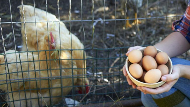 كرتونة البيض قد تصبح 40 ألفاً.. واللبنانيون محرومون من الدجاج