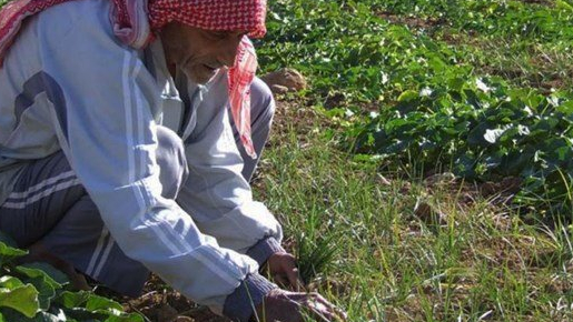 في ظل الأزمة: منظمات دولية توفر الدعم لـ27 ألف مزارع