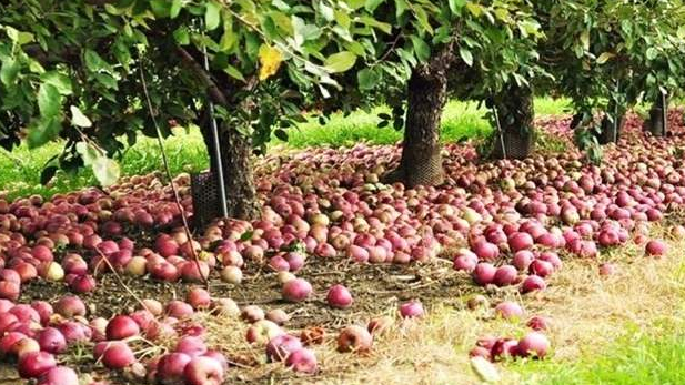 السوق يفيض بالتفاح والأسعار بالأرض