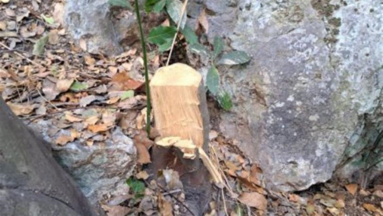 توقيف 5 أشخاص لقطعهم أشجاراً معمرة في بدياس ووزير الزراعة يتحرّك