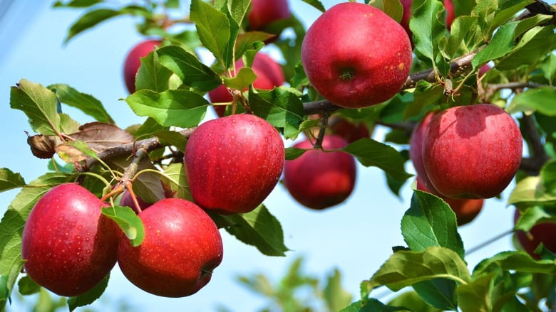 إنتاج التفاح اللبناني يواجه أصعب أزمة منذ 70 عاماً