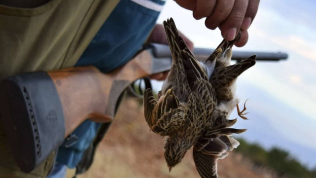 الصيد بين الدولار وحزم القوانين... يقضي على أكثر من 400 نوع من الطيور!