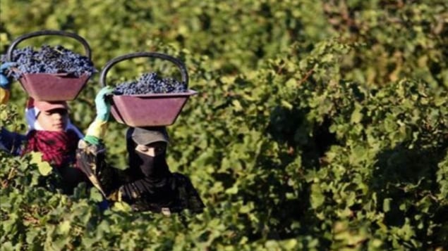 بعد تفشي الكوليرا... هل الصادرات الزراعية من لبنان بخطر؟