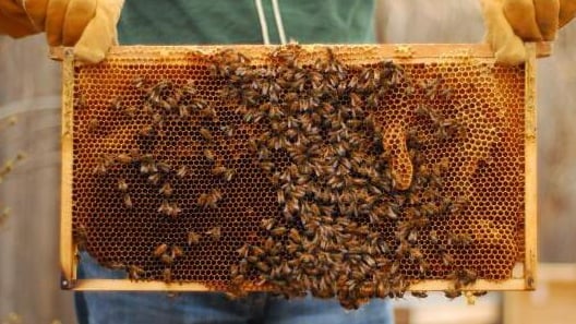 نورا جنبلاط: جريمة قتل خلايا النحل مجزرة بيئية تعنينا جميعاً