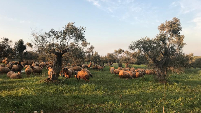 جمعية مزارعي الزيتون في الكورة دعت إلى حماية سهل الكورة