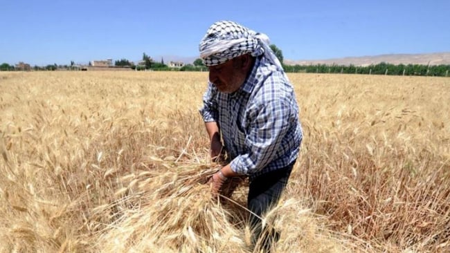 وزارة الزراعة تبدأ حملة لتشجيع المزارعين على زراعة القمح الطري والصلب