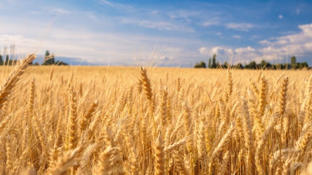 حملة لتشجيع زراعة القمح