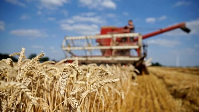 الهند تعلن حظر تصدير القمح