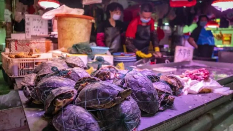 هلع بووهان الصينية.. اكتشاف بكتيريا مسببة للكوليرا بسلاحف في سوق للأغذية