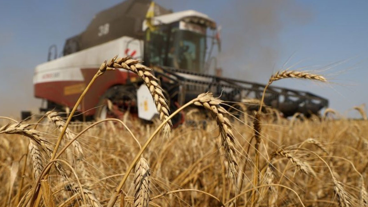 لماذا لا تشجع الدولة مزارعي القمح حفاظاً على الأمن الغذائي؟