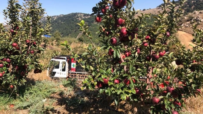 جاذبية الدولة المهترئة تُسقط تفاح لبنان وتُنزل المزارعين إلى جهنّم