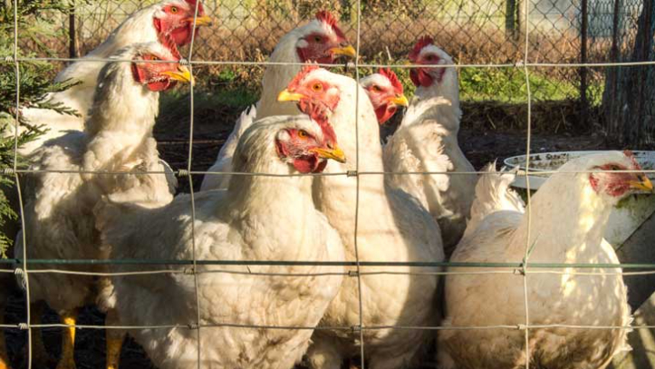 نقابة الدواجن: أسعار الدجاج لم تتغيَّر