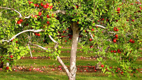 التفاح "في الأرض" والتاجر يقول للمزارع: دبّر راسك