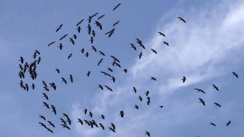 التنوّع البيولوجي بخطر... لبنان يفقد موطنه الطبيعي للطيور المهاجرة!