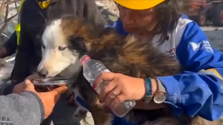 بالفيديو: بعد 23 يوماً من الزلزال.. انتشال كلب من تحت الأنقاض في تركيا