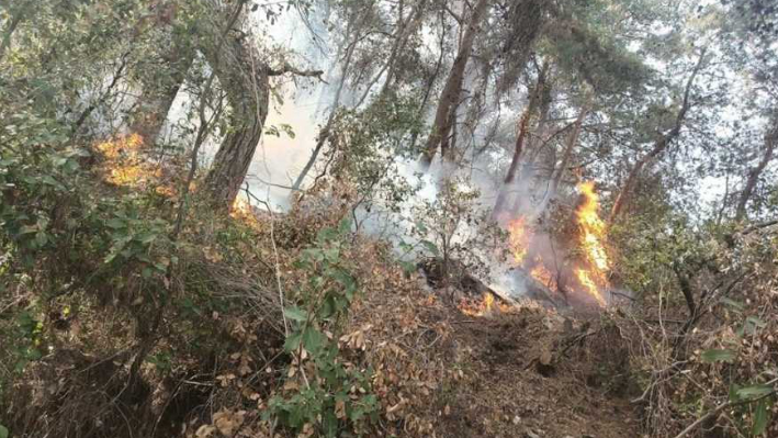 النيران ما زالت مشتعلة في أحراج مزبود