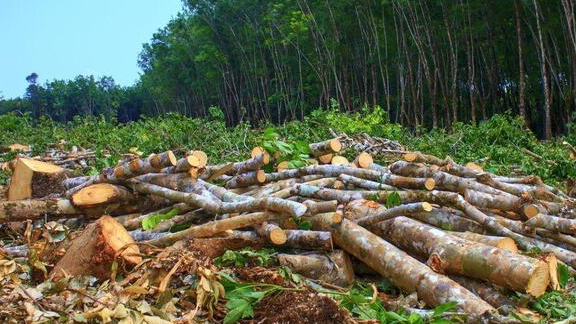 "جمعية الارض" تدين قطع الاشجار في منطقة وادي الجماجم وتدعو المعنيين الى التدخل