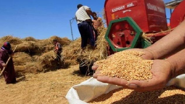 مزارعو القمح للدولة: لا تتركينا لرحمة التجار