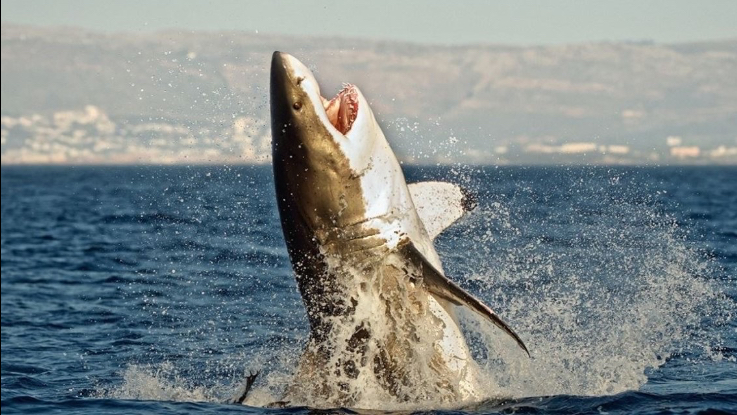سلوكٌ عنيف.. هل تتعاطى أسماك القرش الكوكايين؟