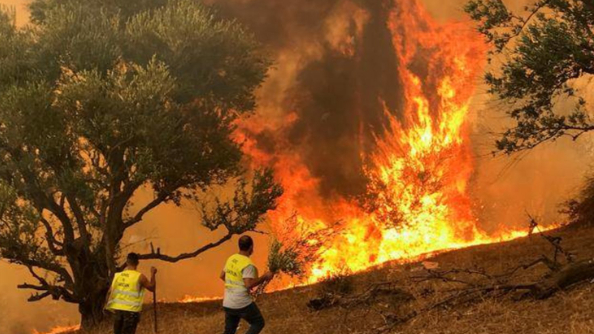 بالفيديو: حرائق غابات في الجزائر.. مقتل وإصابة العشرات