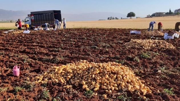 صرخة زراعية عبر "الأنباء"… البطاطا اللّبنانية بخطر
